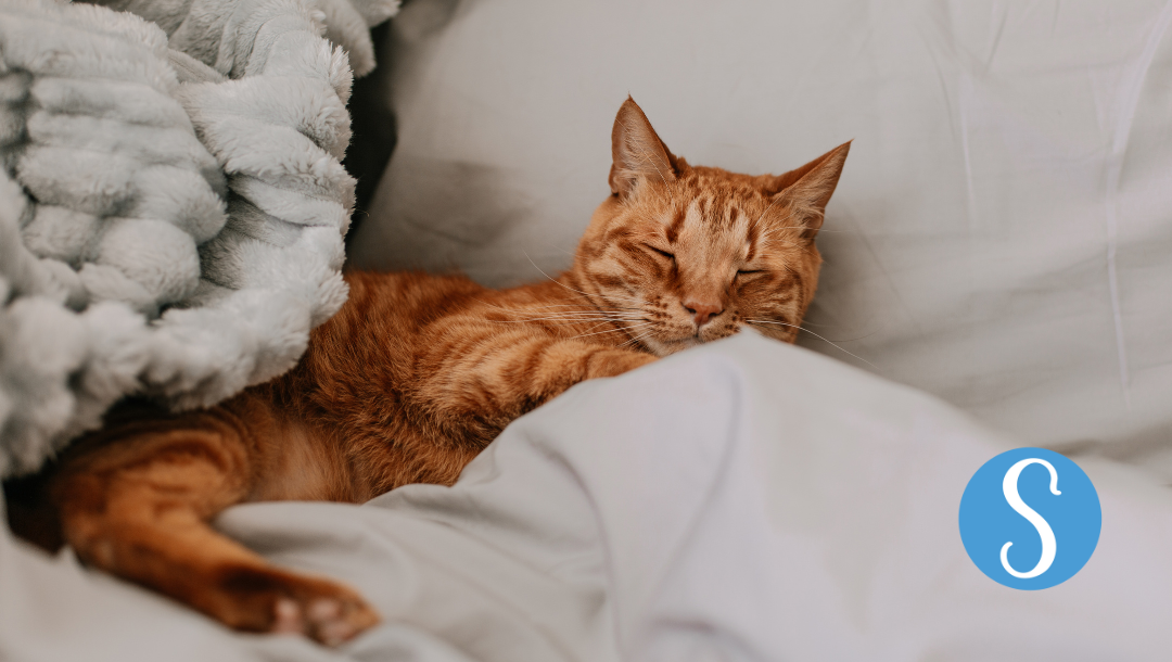 A cat sleeping in a bed